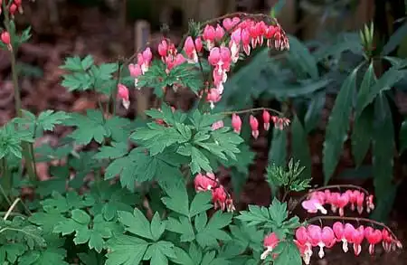 Foto de Dicentra - :