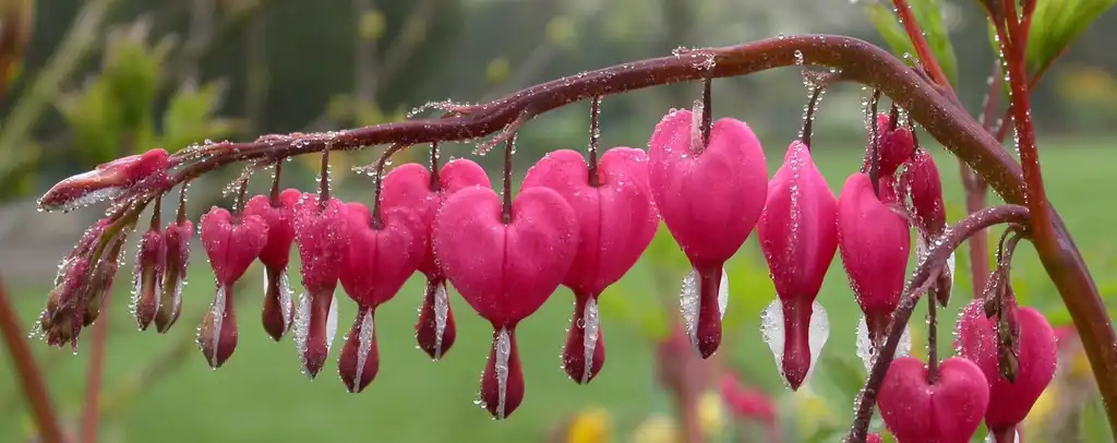 Foto de Dicentra - flowers:Geert Orye