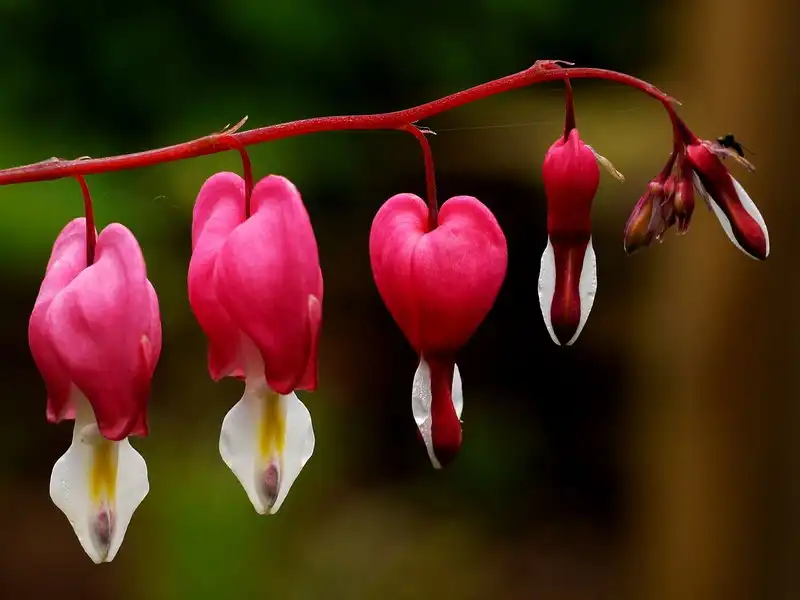 Foto de Dicentra - Flower:Jonathan-Billinger