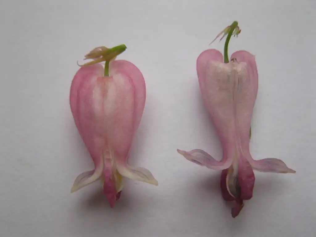 Foto de Dicentra - flowers:Erutuon