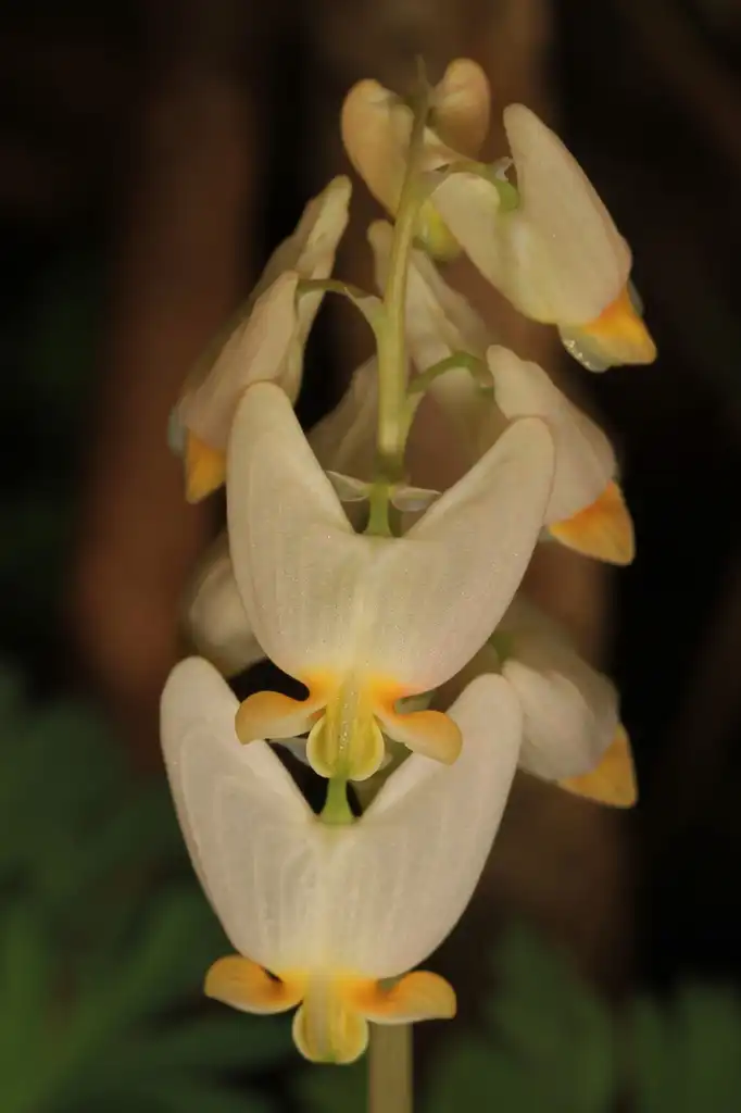 Foto de Dicentra - flowers:Gallagher