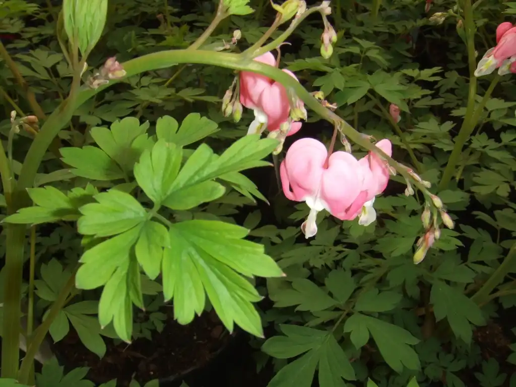 Foto de Dicentra - leaves and flowers:Hans B.~commonswiki