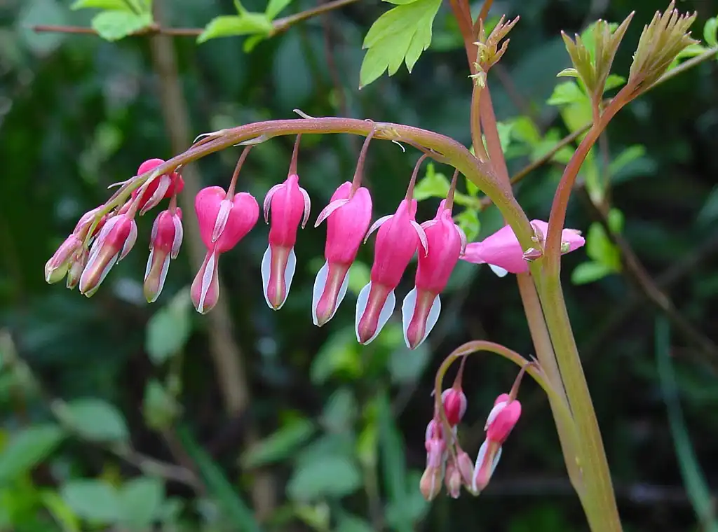 Foto de Dicentra - leaves and flowers:Wouter Hagens