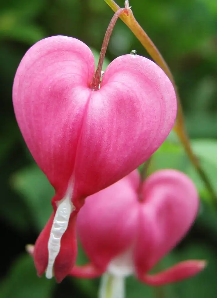 Foto de Dicentra - flowers:sarefo