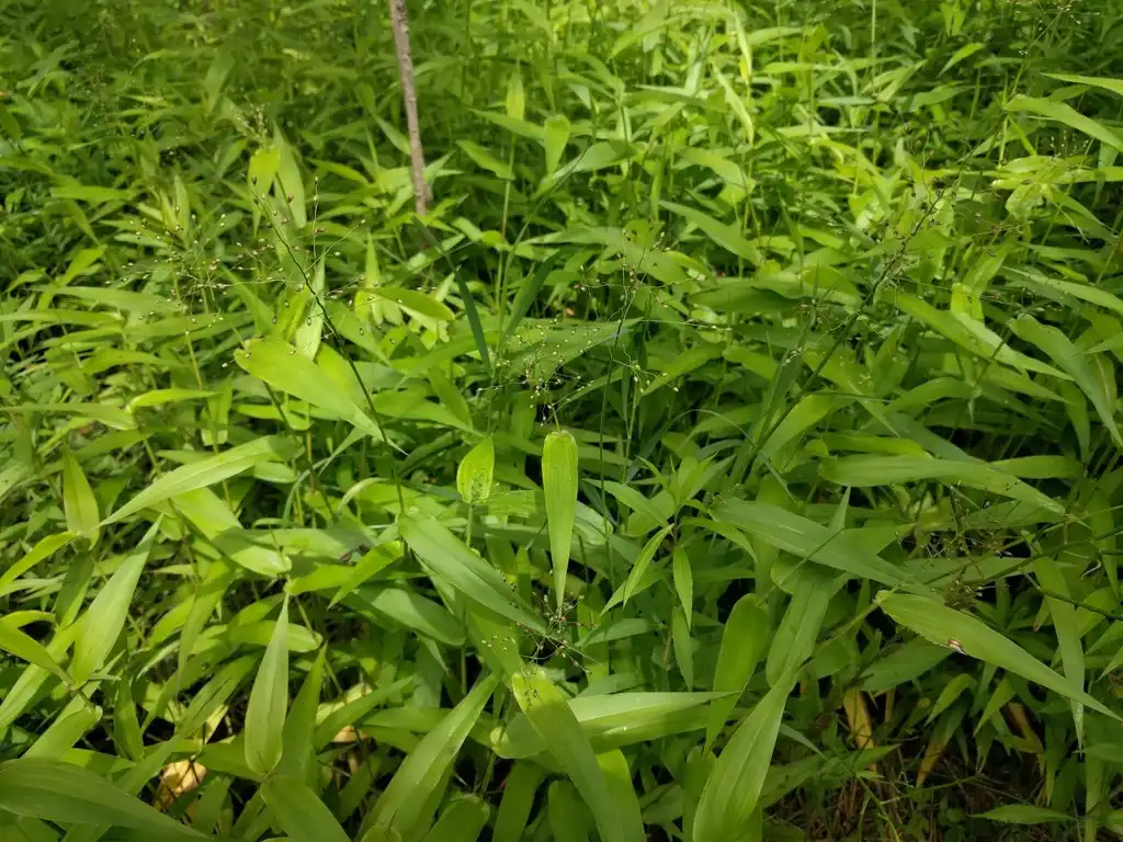 Photo of Dichanthelium clandestinum (Dichanthelium clandestinums)