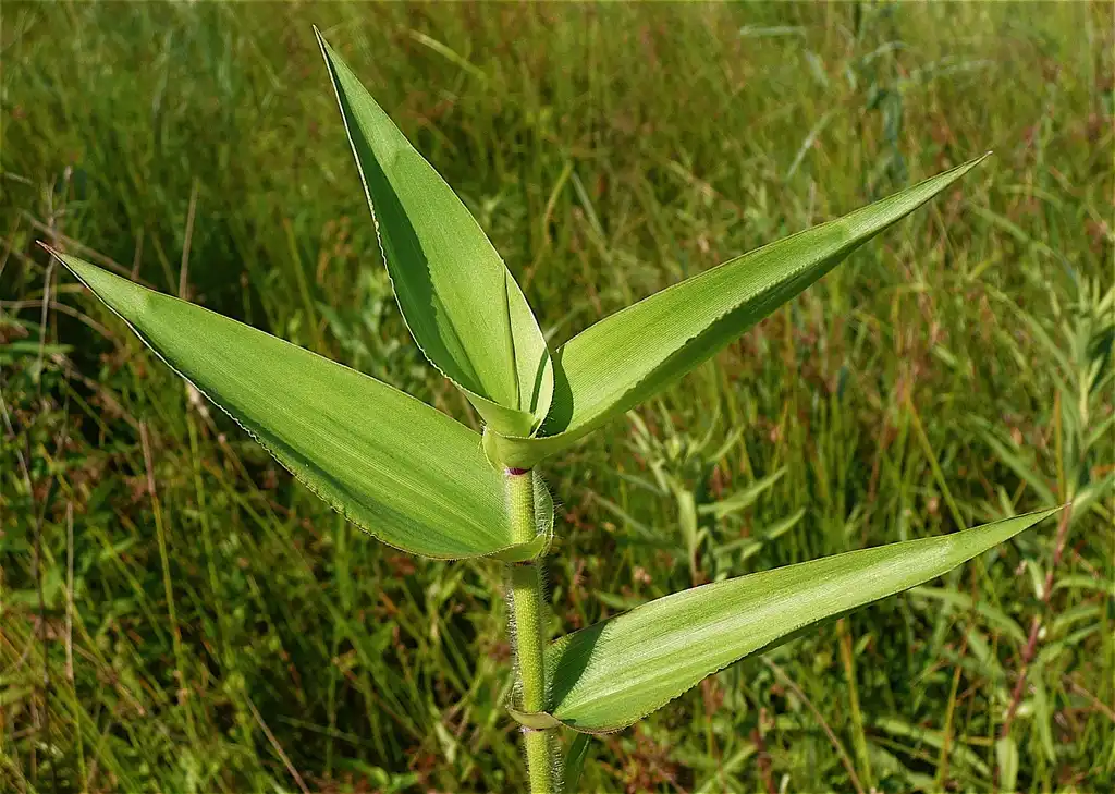 Photo of Dichanthelium clandestinum (Dichanthelium clandestinums)