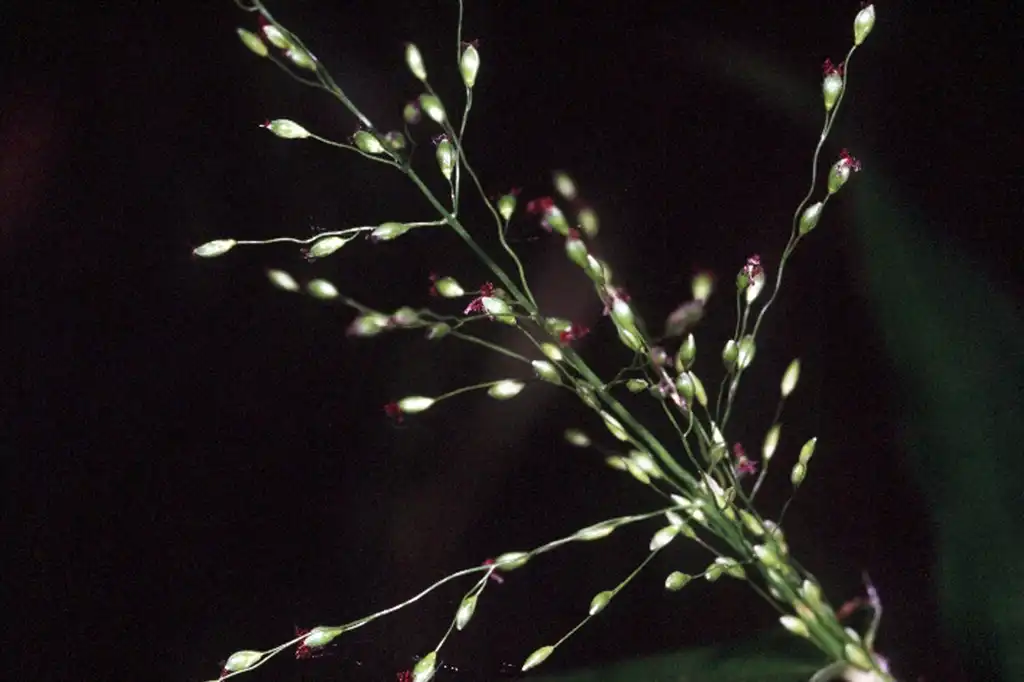 Photo of Dichanthelium clandestinum - Flowers:Robert H. Mohlenbrock @ USDA-NRCS