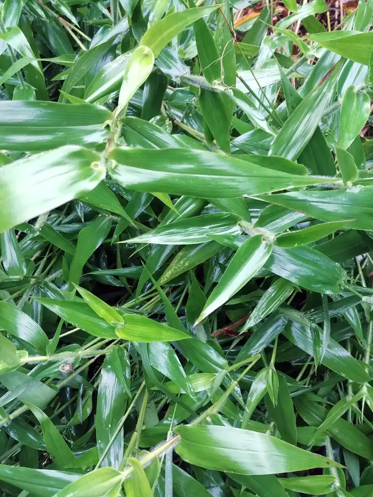 Photo of Dichanthelium clandestinum - Leaves:R. A. Nonenmacher