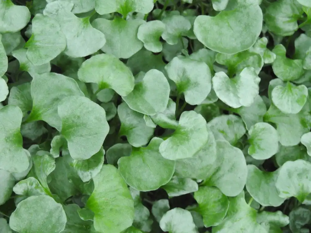 Foto de Dichondra argentea 'Silver Falls' (Dichondra argentea 'Silver Falls's)