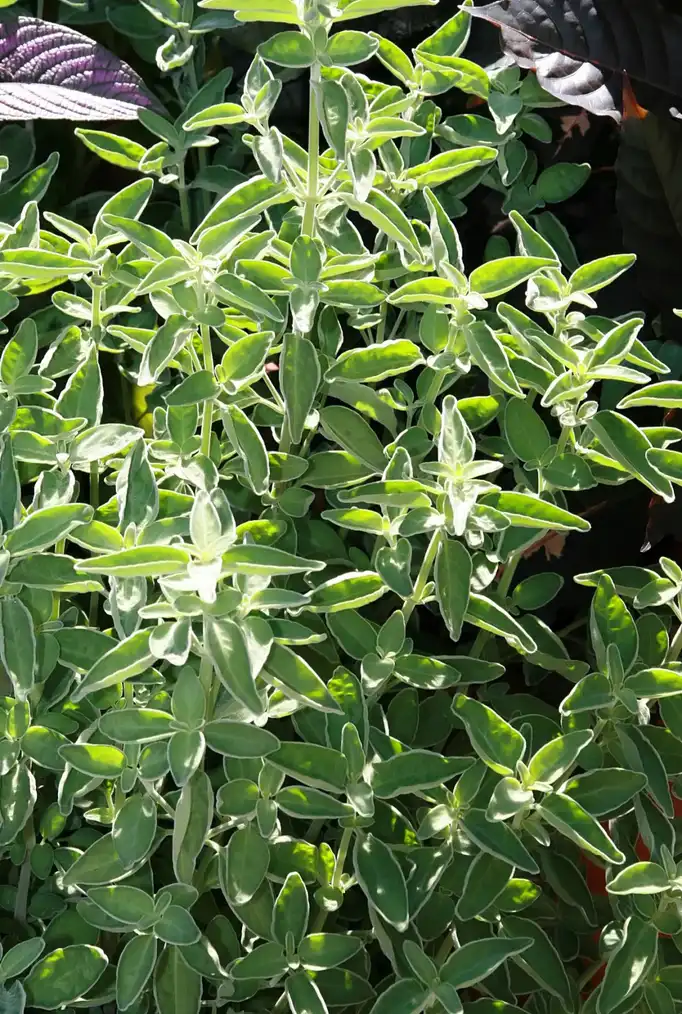 Photo of Dicliptera squarrosa (Dicliptera squarrosas)