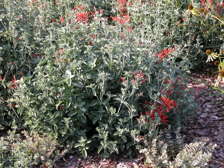 Photo of Dicliptera squarrosa - leaves and form:JCRA