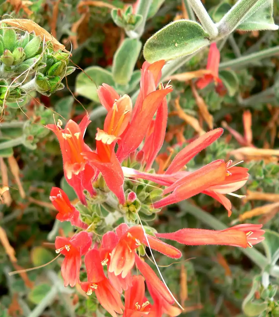 Photo of Dicliptera squarrosa - Flower and leaves:Stan Shebs