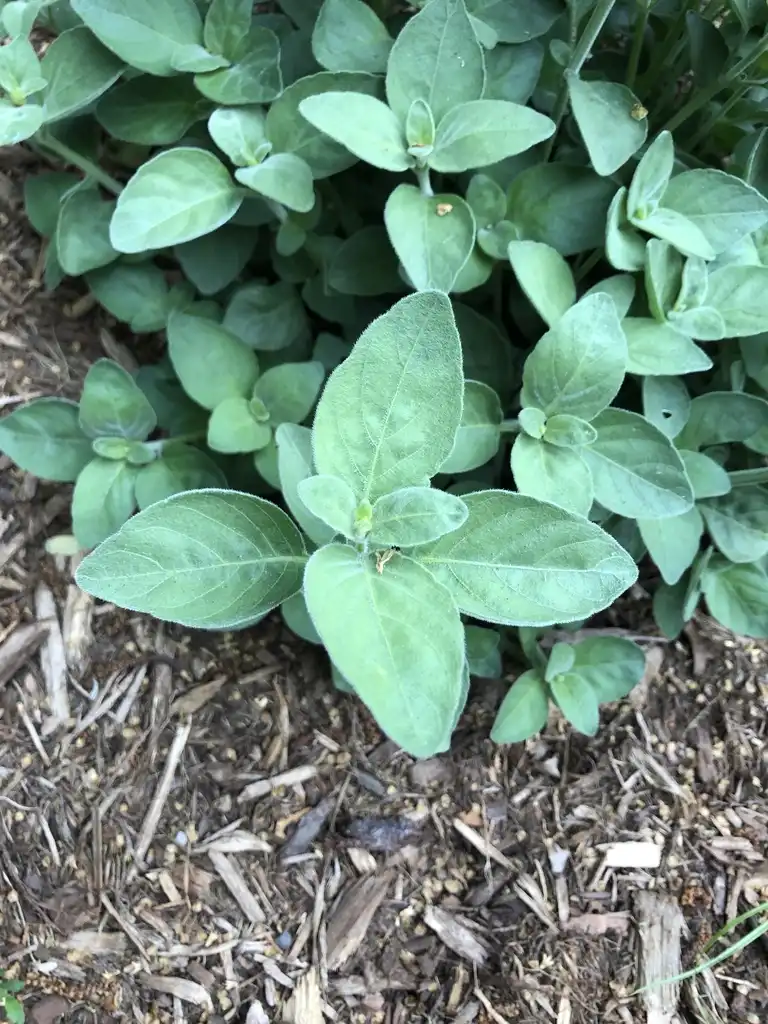 Photo of Dicliptera squarrosa - Leaves (Wake County,NC):Cathy Dewitt