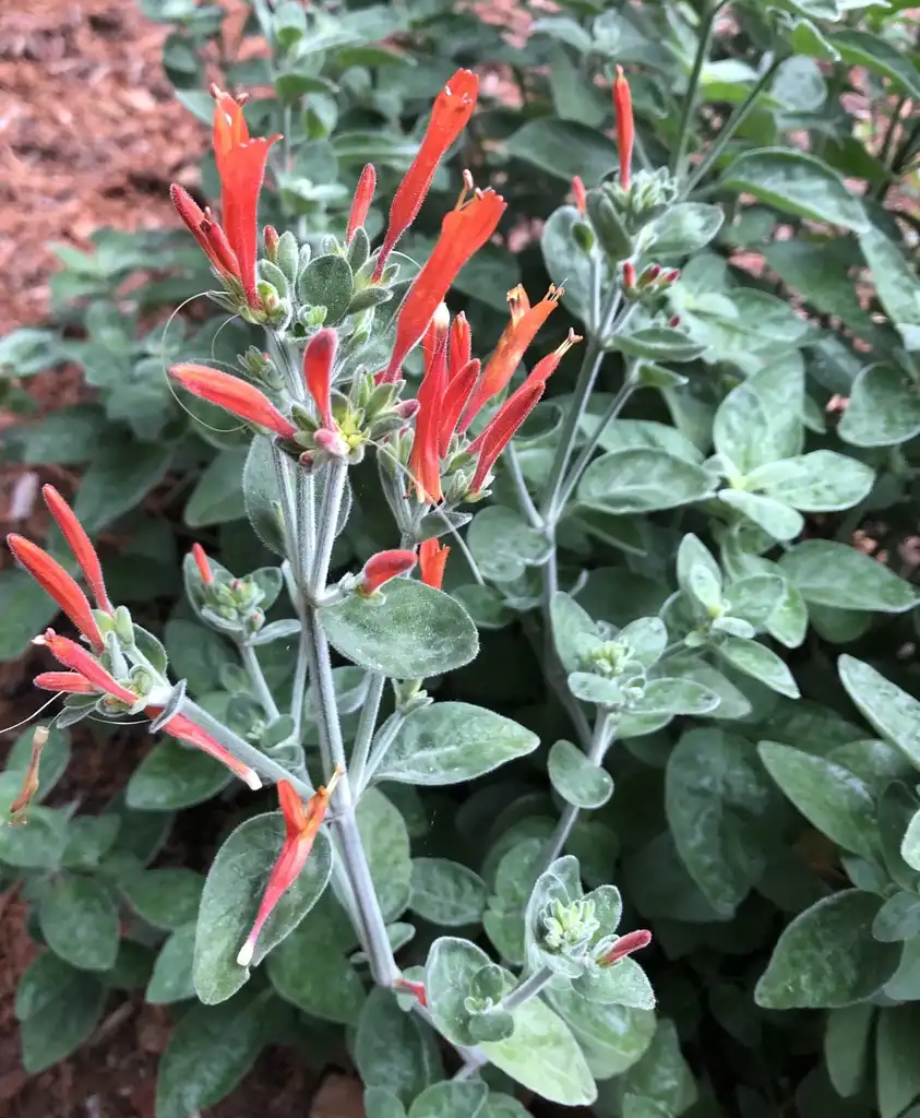 Photo of Dicliptera squarrosa - Flower (Wake County, NC)-Spring:Cathy Dewitt