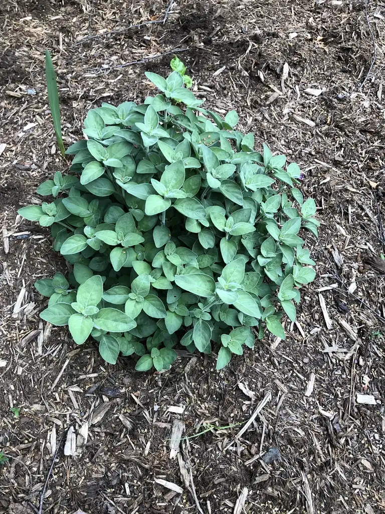 Photo of Dicliptera squarrosa - Full Form (Wake County,NC)-Spring:Cathy Dewitt