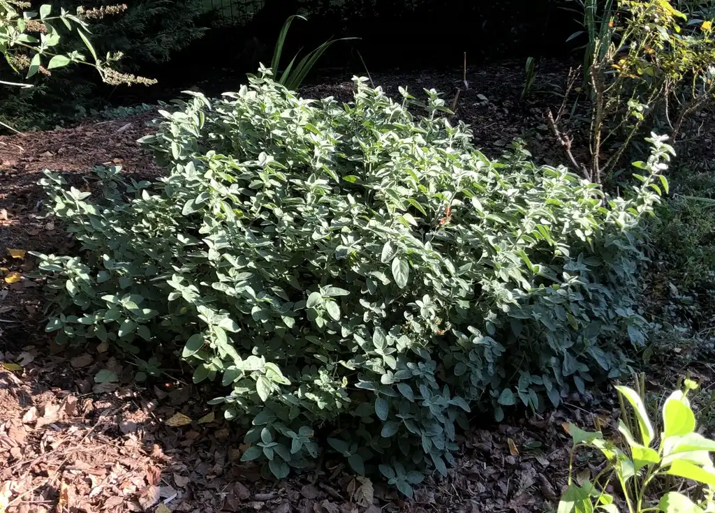 Photo of Dicliptera squarrosa - Form (Wake County, NC)-Mid Fall:Cathy Dewitt