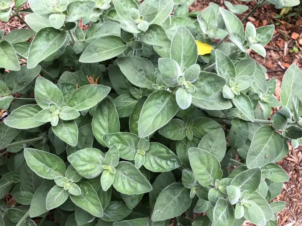 Photo of Dicliptera squarrosa - Leaves and form (Warren County, NC)-Early Summer:Cathy Dewitt