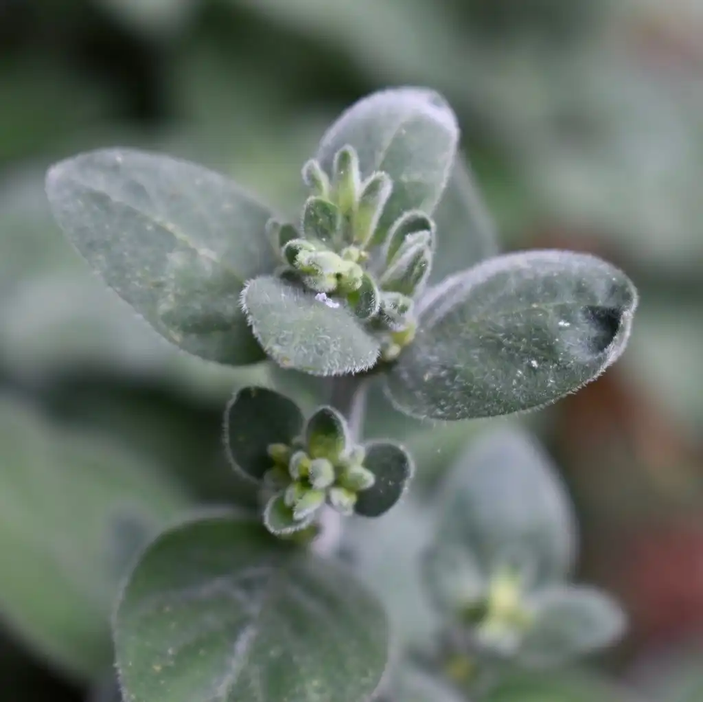 Photo of Dicliptera squarrosa - Leaf Detail (Wake County, NC)-Spring:Cathy Dewitt