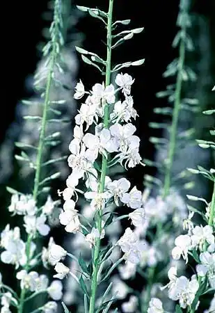 Фото Dictamnus albus (Dictamnus albuss)