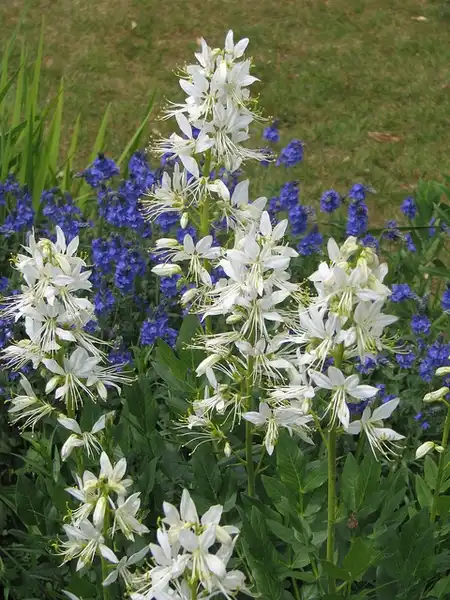 Фото Dictamnus albus (Dictamnus albuss)