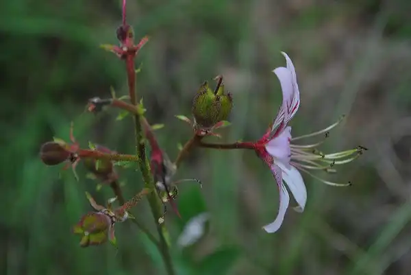 Фото Dictamnus albus - Dictamnus albus flower detail:Photo by tsiegretlop
