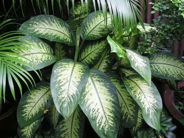 Foto de Dieffenbachia amoena (Dieffenbachia amoenas)