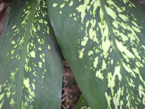 Foto de Dieffenbachia amoena (Dieffenbachia amoenas)