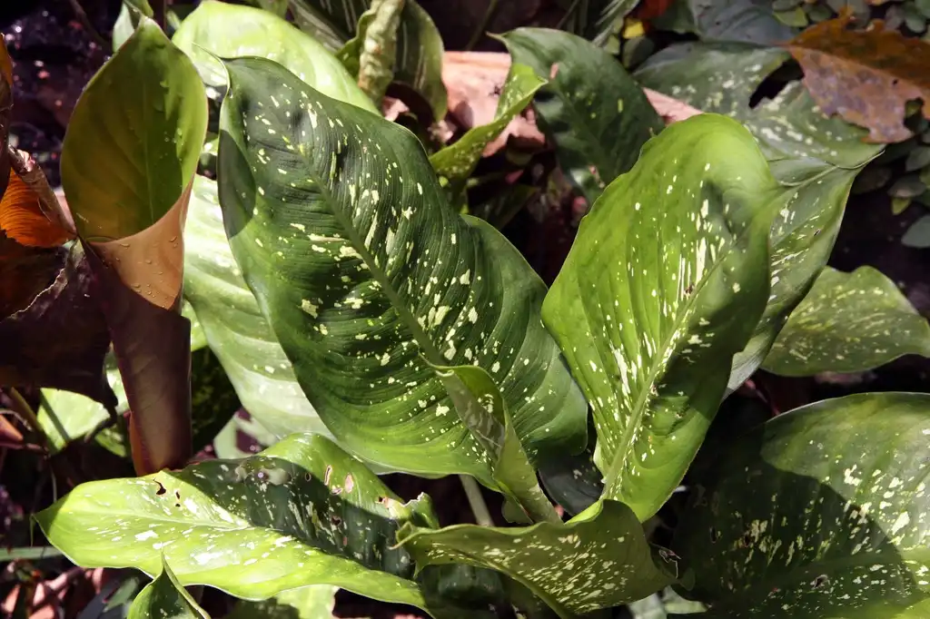 Foto de Dieffenbachia amoena - leaves:David J. Stang