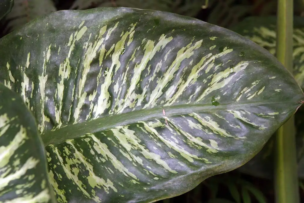 Foto de Dieffenbachia amoena - leaf:David J. Stang