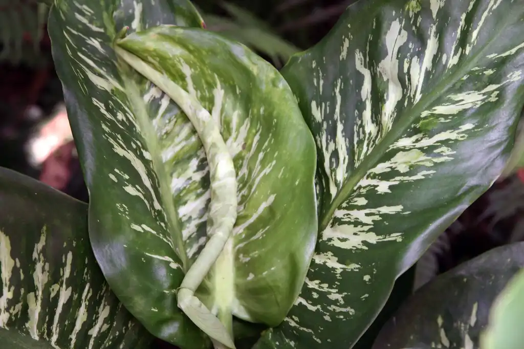 Foto de Dieffenbachia amoena - leaves:David J. Stang