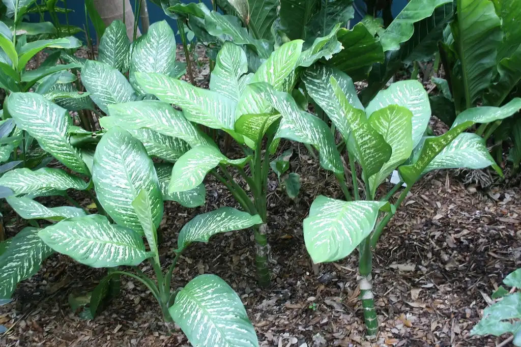 Photo of Dieffenbachia seguine (Dieffenbachia seguines)