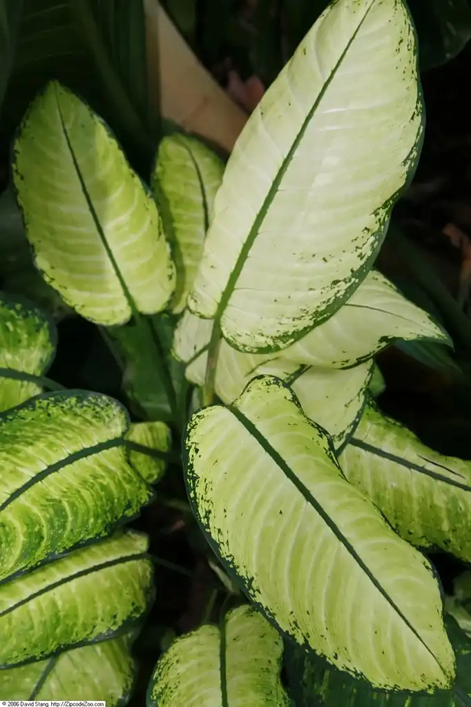 Photo of Dieffenbachia seguine (Dieffenbachia seguines)
