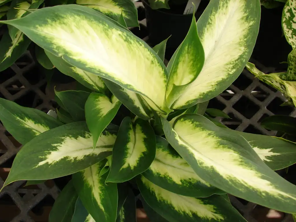Photo of Dieffenbachia seguine - leaves:Forest & Kim Starr