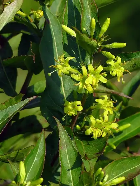 Фото Diervilla sessilifolia (Diervilla sessilifolias)