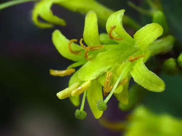 Фото Diervilla sessilifolia (Diervilla sessilifolias)