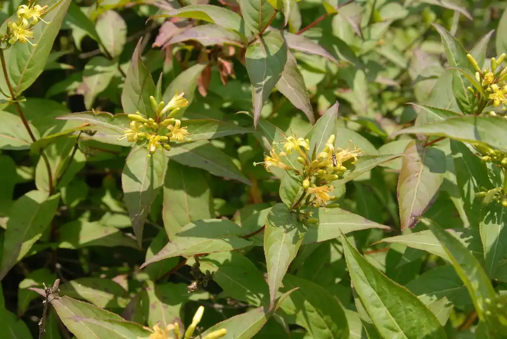 Фото Diervilla sessilifolia - Flower and Leaf (Biltmore, NC):Jim Robbins