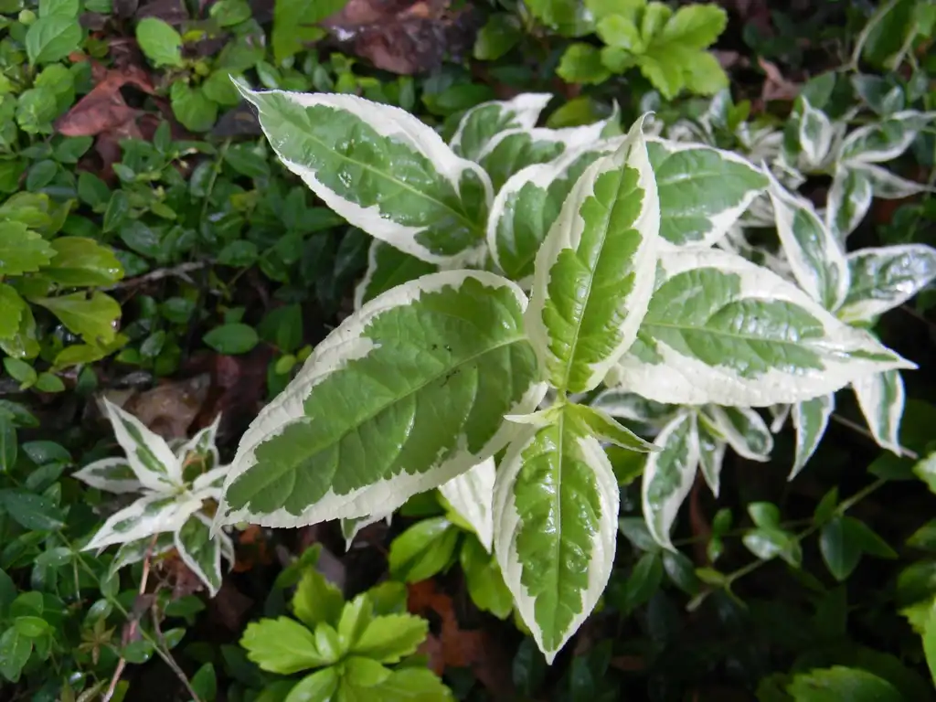 Фото Diervilla sessilifolia - 'LPDC Podaras' COOL SPLASH Leaves (Buncombe County, NC):Randy Harter