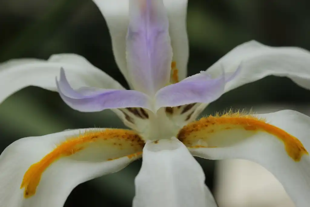Фото Dietes (Dietess)