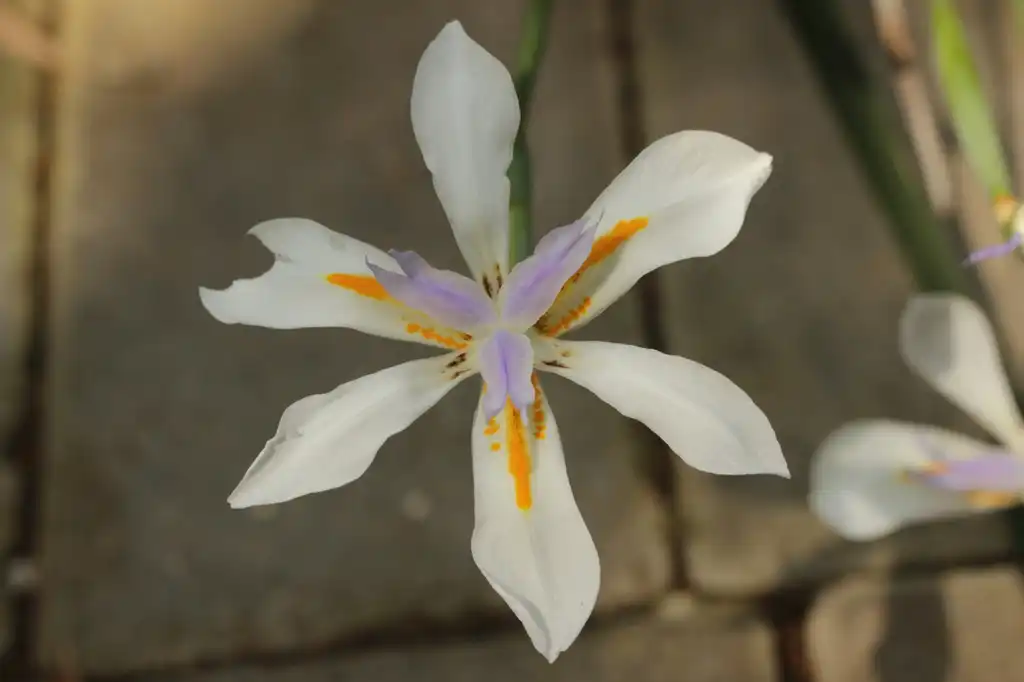 Фото Dietes (Dietess)