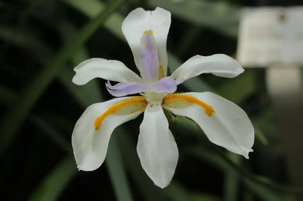 Фото Dietes - flower:Björn S