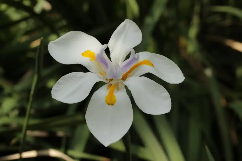 Фото Dietes - flower:Björn S