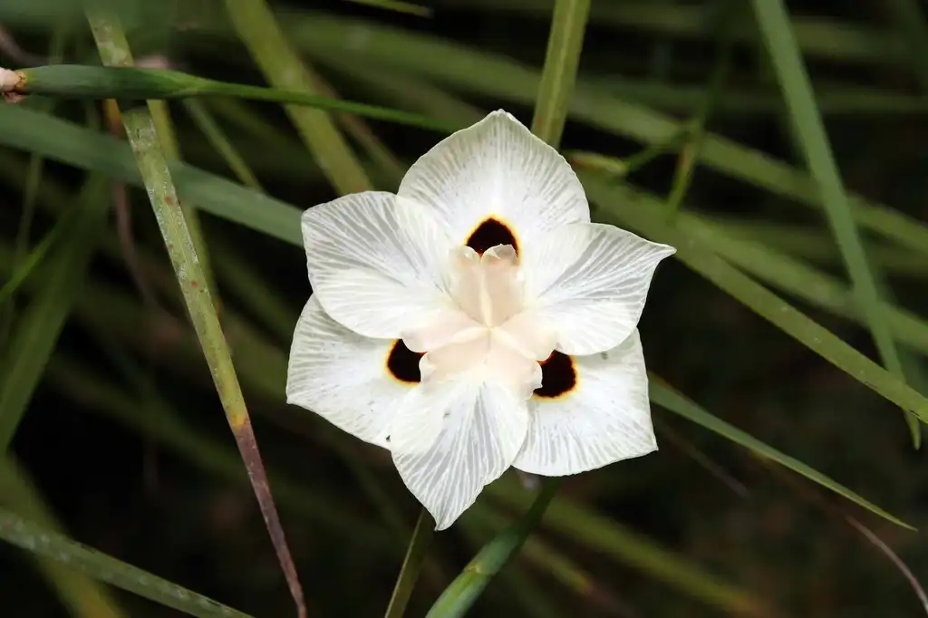 Фото Dietes - leaves and flowers:by David J. Stang ccbysa40