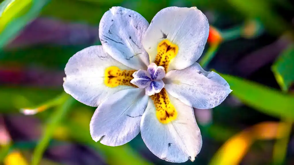 Фото Dietes - flower:Ian D. Keating