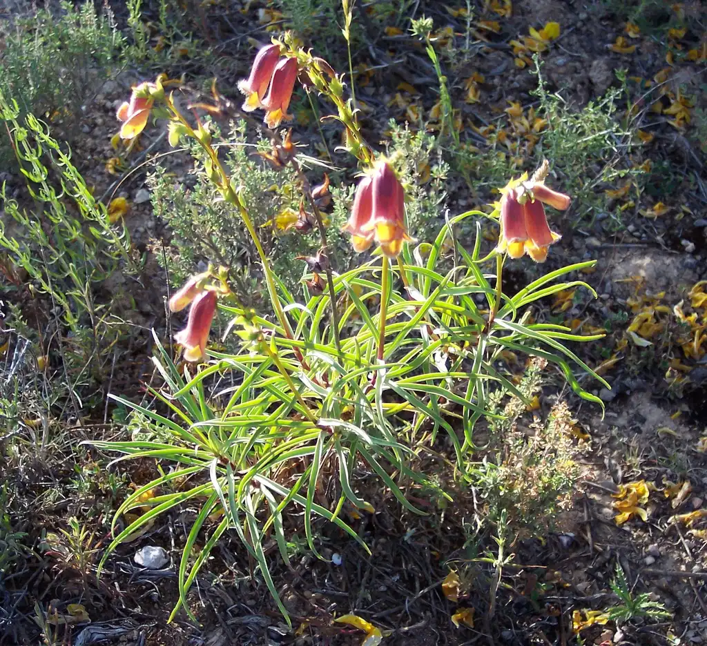 Photo of Digitalis obscura (Digitalis obscuras)