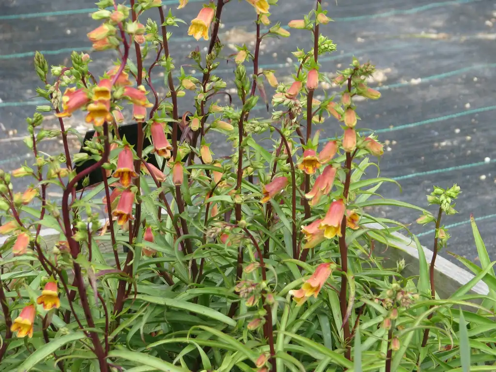 Photo of Digitalis obscura (Digitalis obscuras)