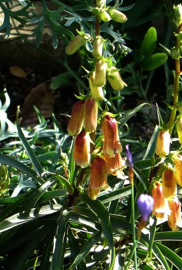 Photo of Digitalis obscura - leaves and flowers:Peganum