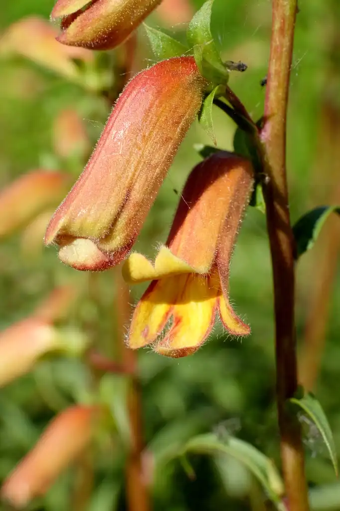 Photo of Digitalis obscura - flowers:Martin Bohnet