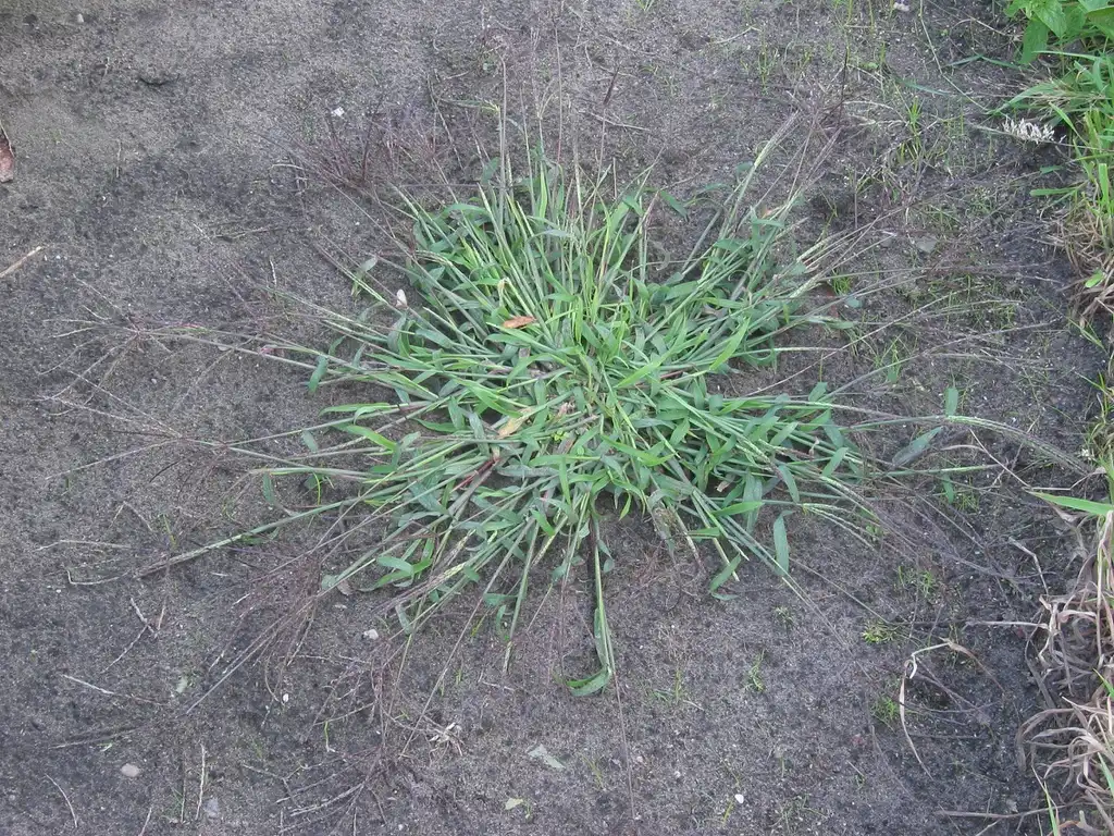 Foto de Digitaria sanguinalis (Digitaria sanguinaliss)