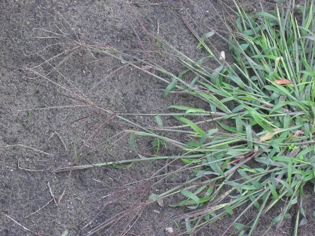 Foto de Digitaria sanguinalis (Digitaria sanguinaliss)