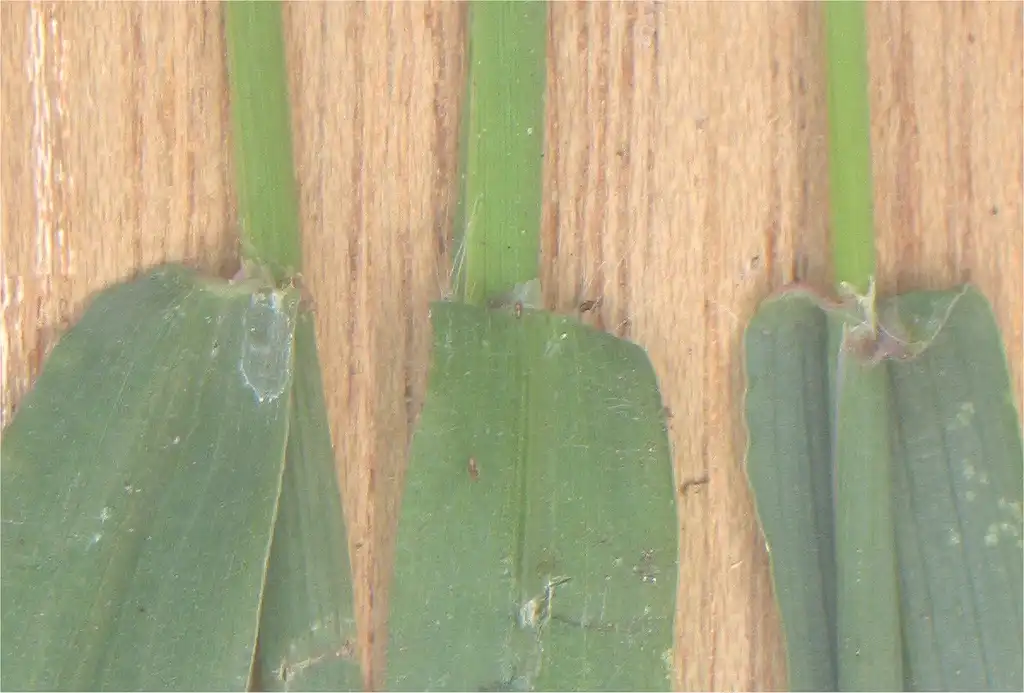 Foto de Digitaria sanguinalis - Ligula:Rasbak